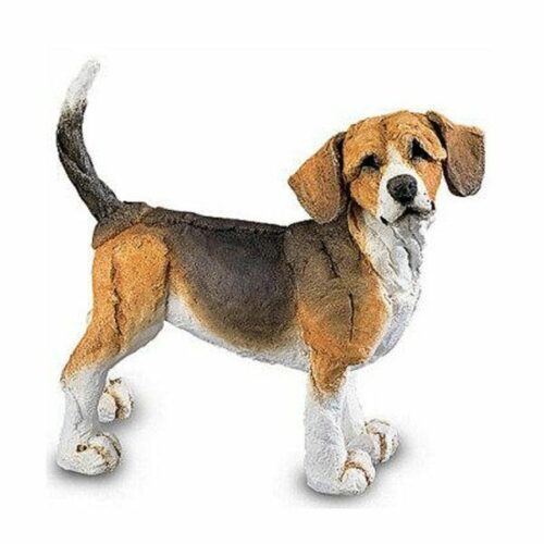 Beagle, Mini by A Breed Apart